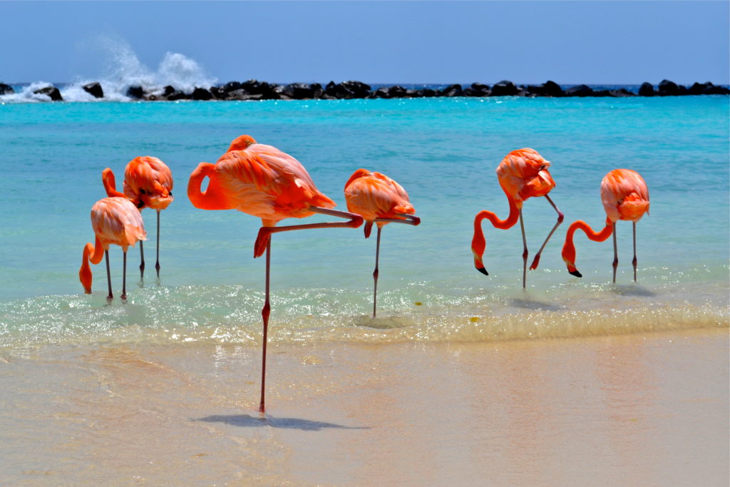 2-flamingos_na_renaissance_island_aruba_credito_ata